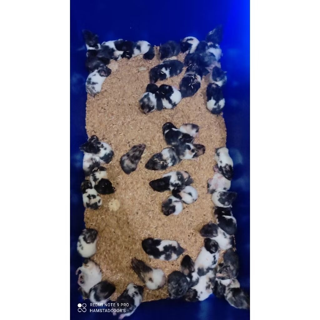 HAMSTER SYRIAN LUCU HAMSTER SYIRIAN JINAK HAMSTER SYRIA GEMOY HAMSTER SIRIA MURAH HAMSTER JINAK HAMS