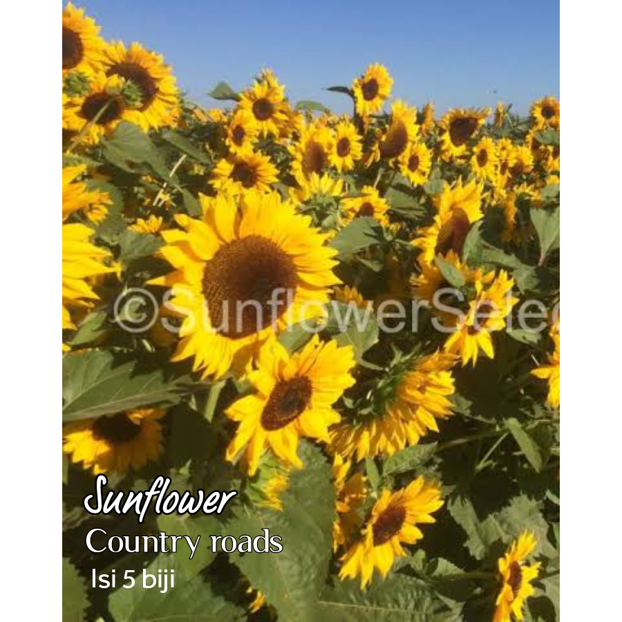Sunflower Country Roads beni biji bisa di dataran rendah