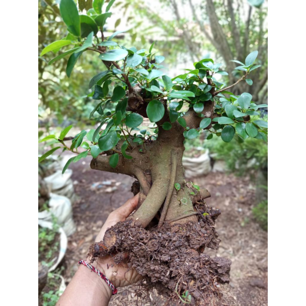 Bahan bonsai dolar besar bogelan bagus