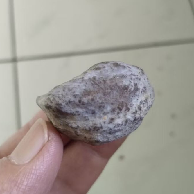 Kemiri Adu Muncang Adu Jayanti Milenial Urgen Tua Jatuhan