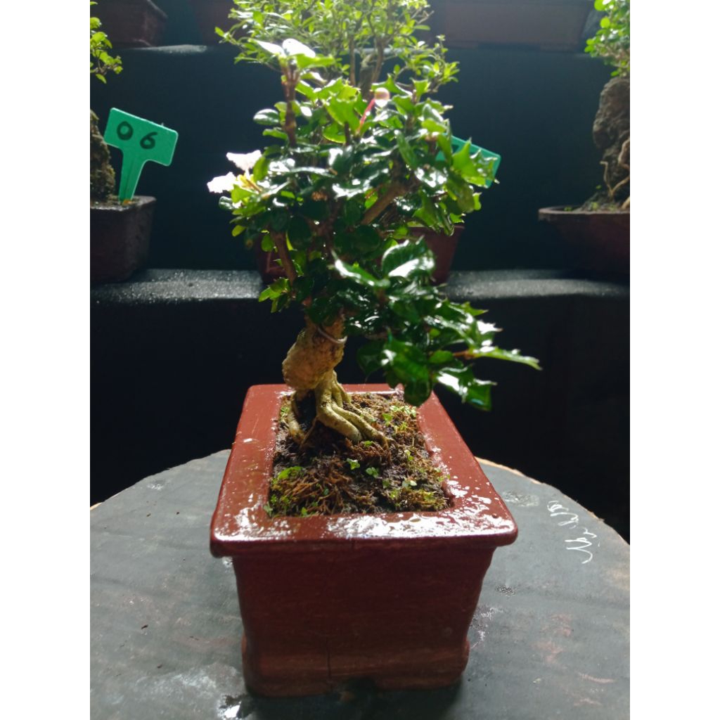 BONSAI SAKURA MIRTEN sudah berbunga dan siap pajang real pict
