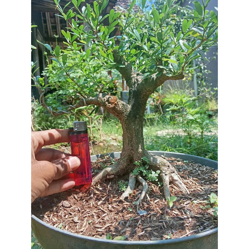 bonsai saeng simbur