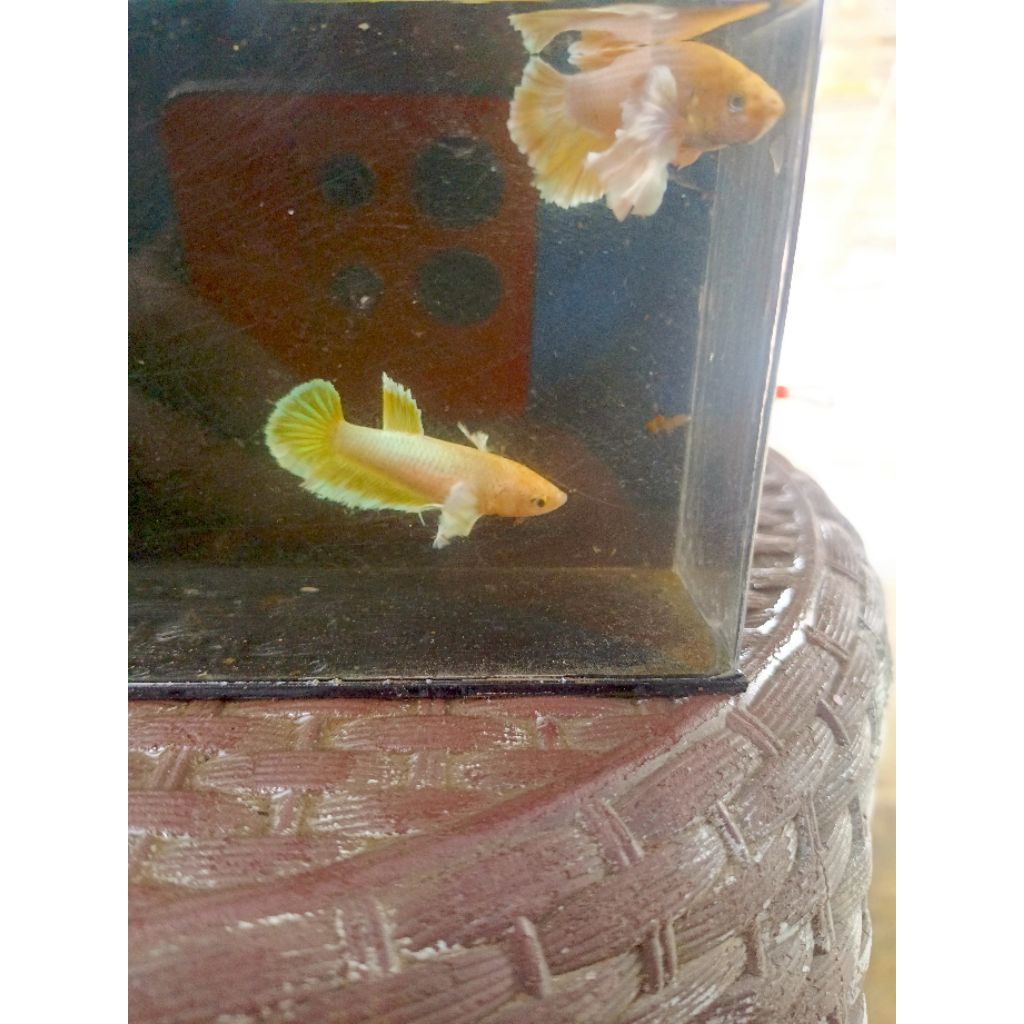 Hiasan Akuarium - Cupang PKDE pair