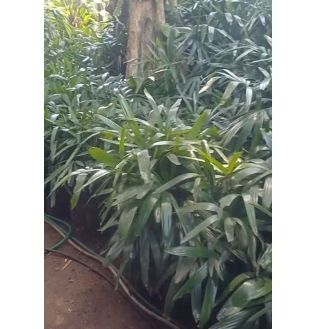 pohon palem regu. tanaman palem regu