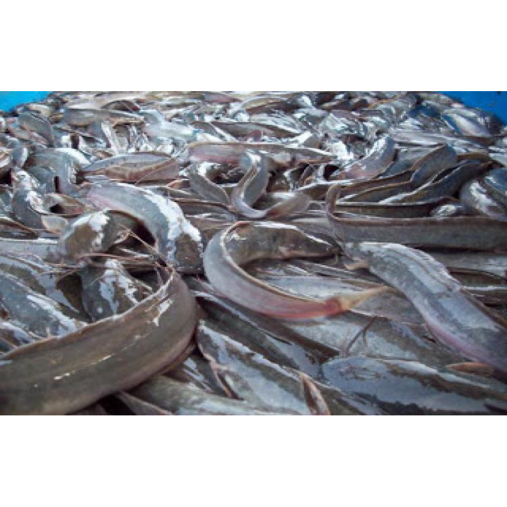Ikan Lele Segar 1 Kg - Lele Hidup, Segar, dan Utuh PENGIRIMAN DARI DEPOK KELAPA DUA.