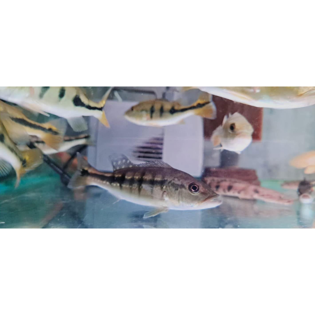 ikan pbas intermedia