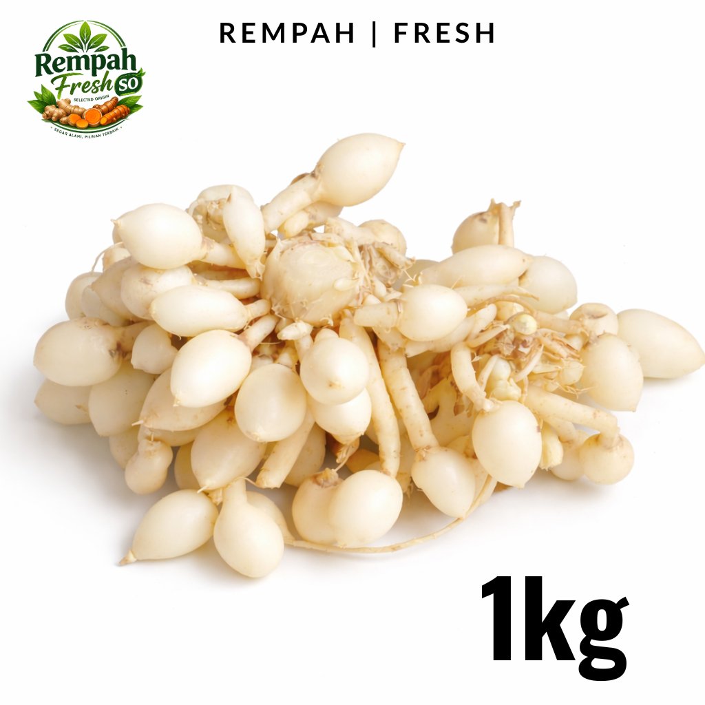 Kunyit Putih Segar Gombyok 1kg