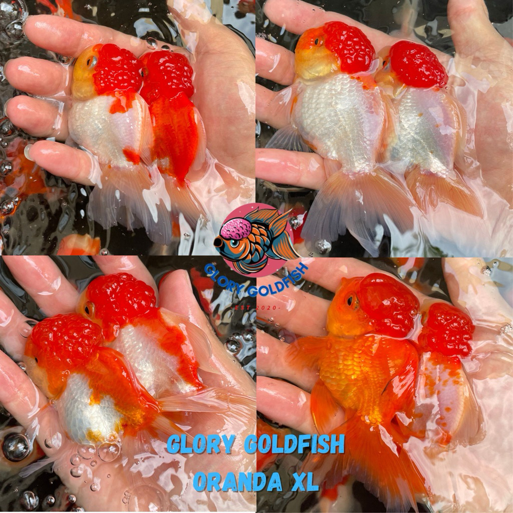 Ikan Hias Mas Koki Oranda Red White RW Merah Putih HIGH QUALITY / Ikan Mas Koki Oranda Red Red White