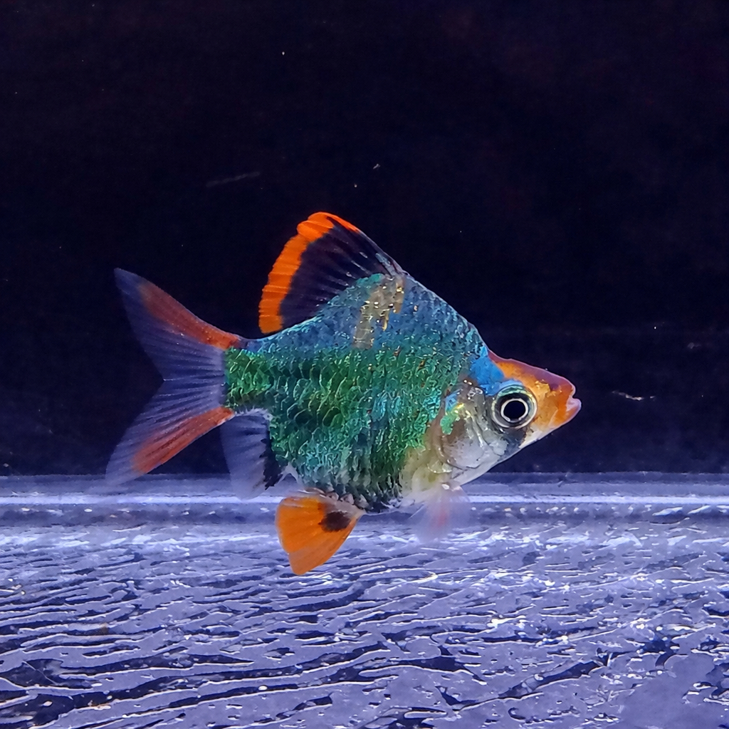 Ikan Hias Sumatra Green Short Body / Sumatra Green Balon / Ikan Hias Air Tawar