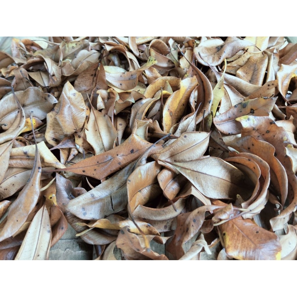 DAUN CENGKEH KERING KUALITAS TERBAIK 100 GRAM