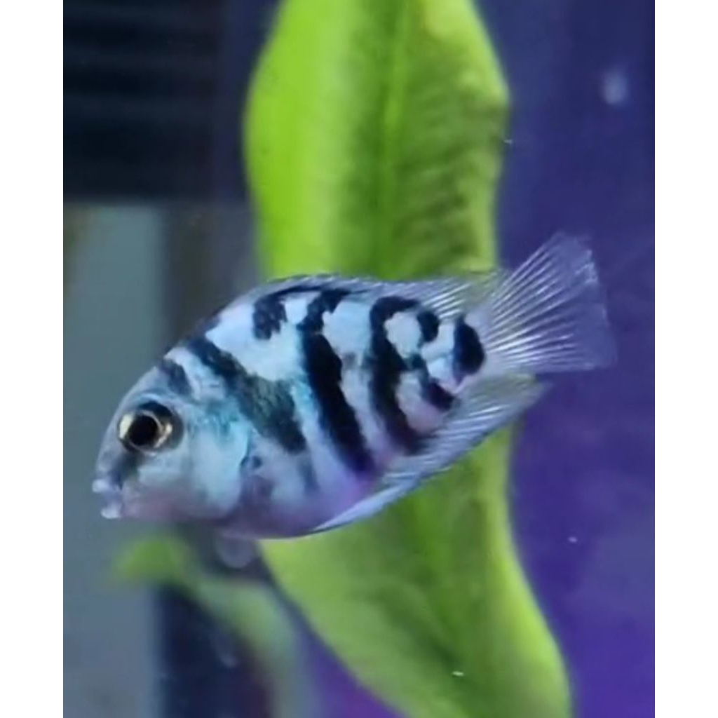 blue polar