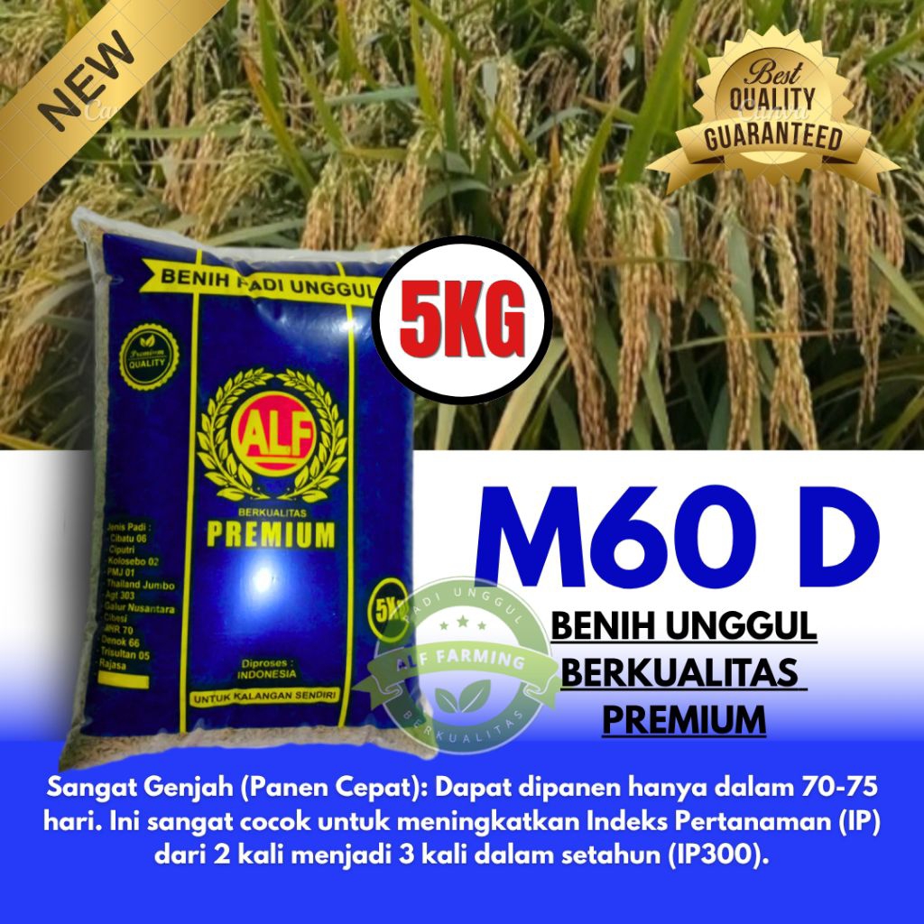Padi unggul berkualitas M60 D padi super genjah cepat panen