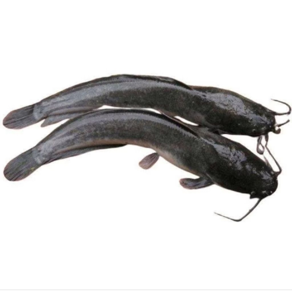 LELE SEGAR FRESH SIAP MASAK