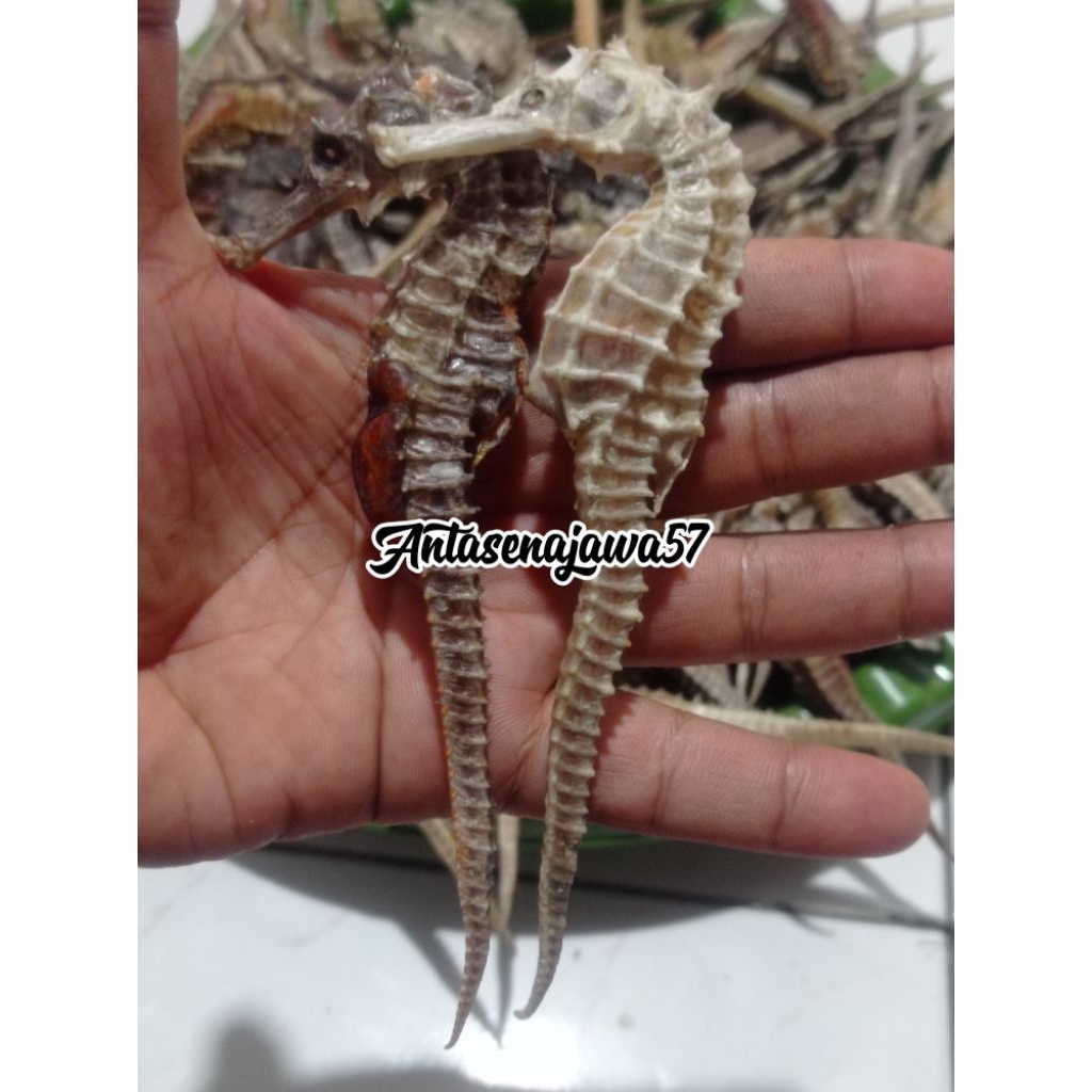 Kuda Laut kering Asli Grade A Super JUMBO,PILIHAN uk.11_15cm (1Biji)