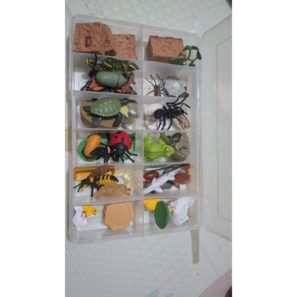 life cycle safariology