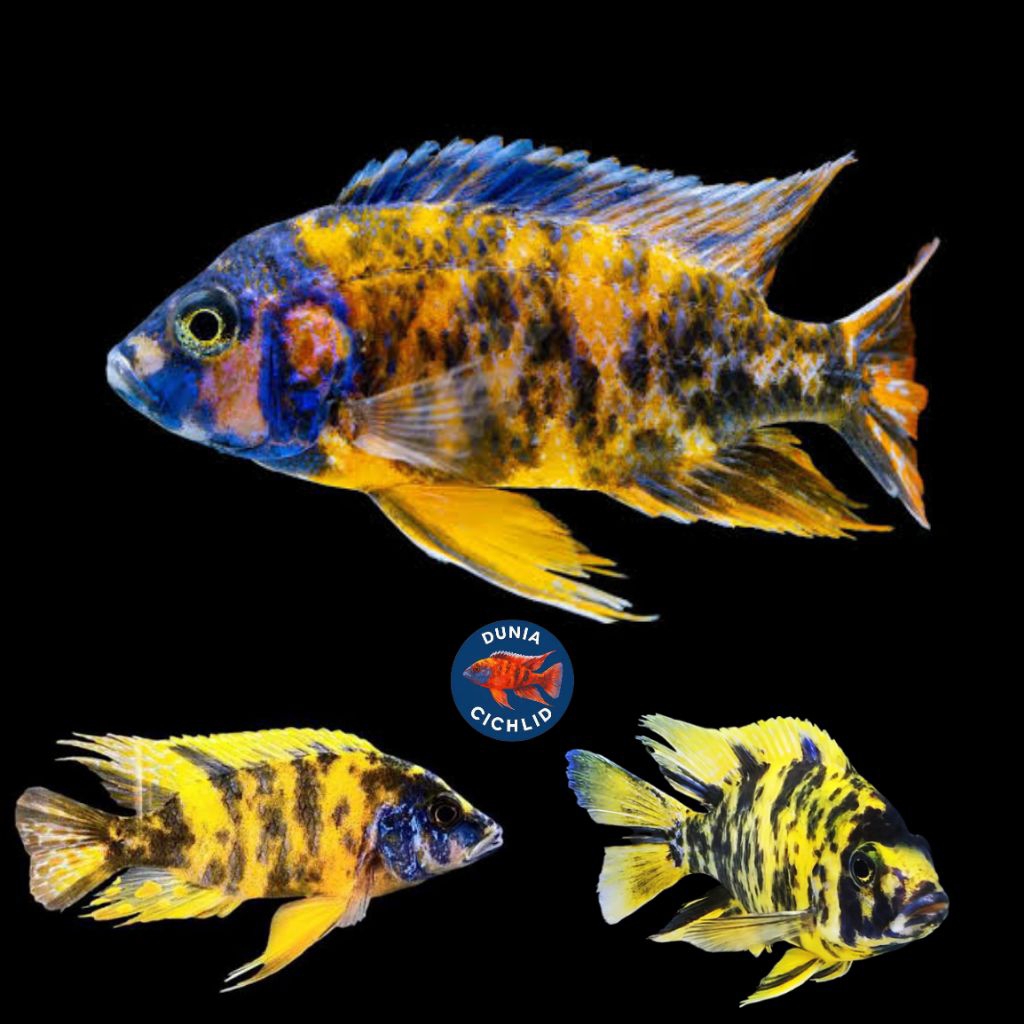 Ob Yellow Cichlid