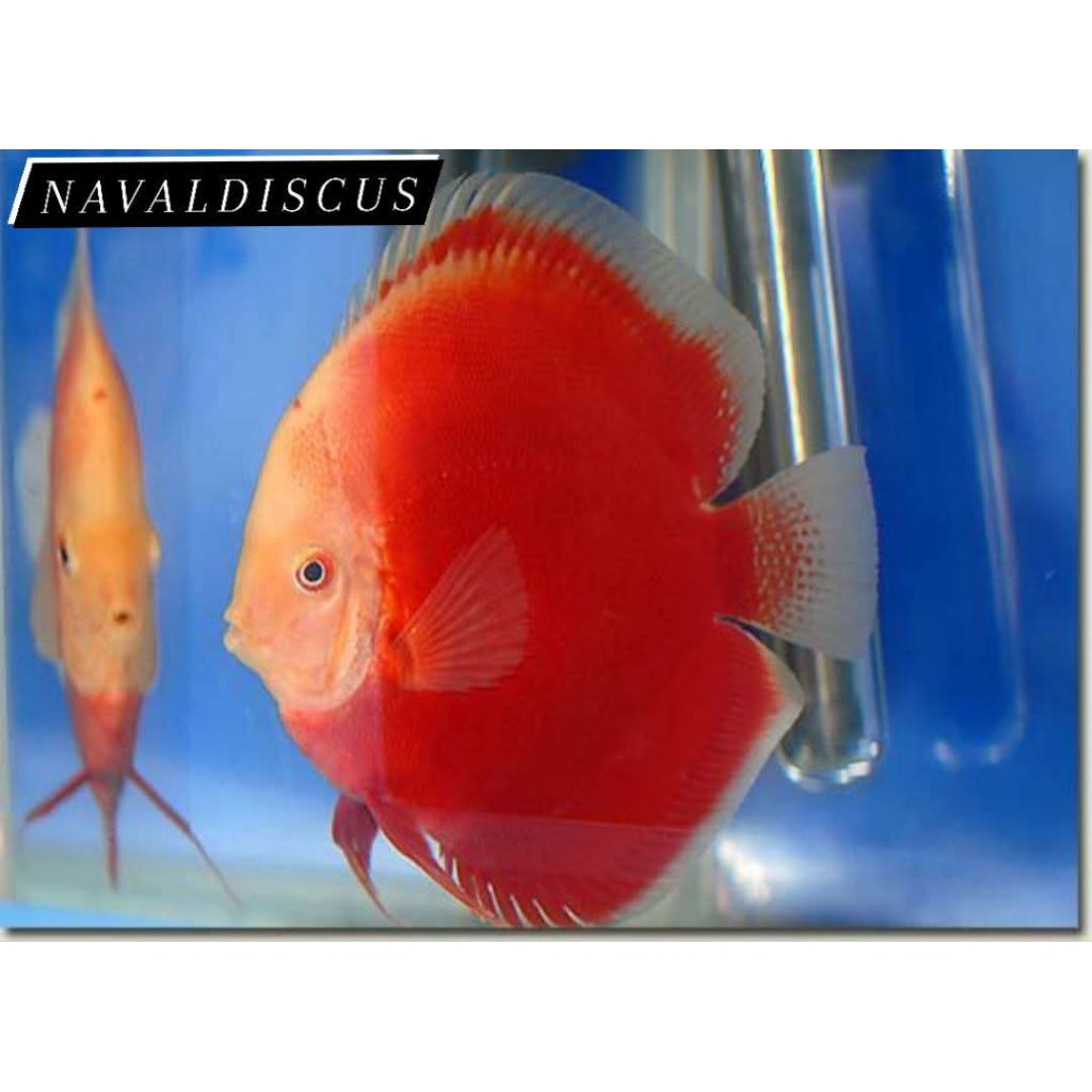 Discus aquascape Red Stardust 2 inchi ikan hias aquarium