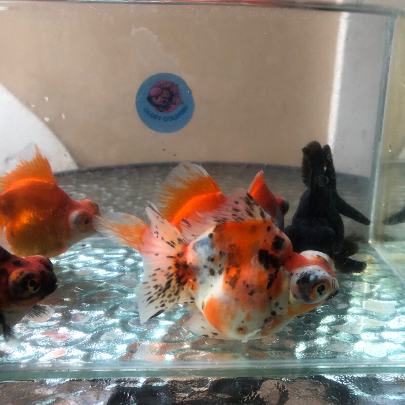 Ikan Hias Mas Koki Demekin Mata Belo HIGH QUALITY