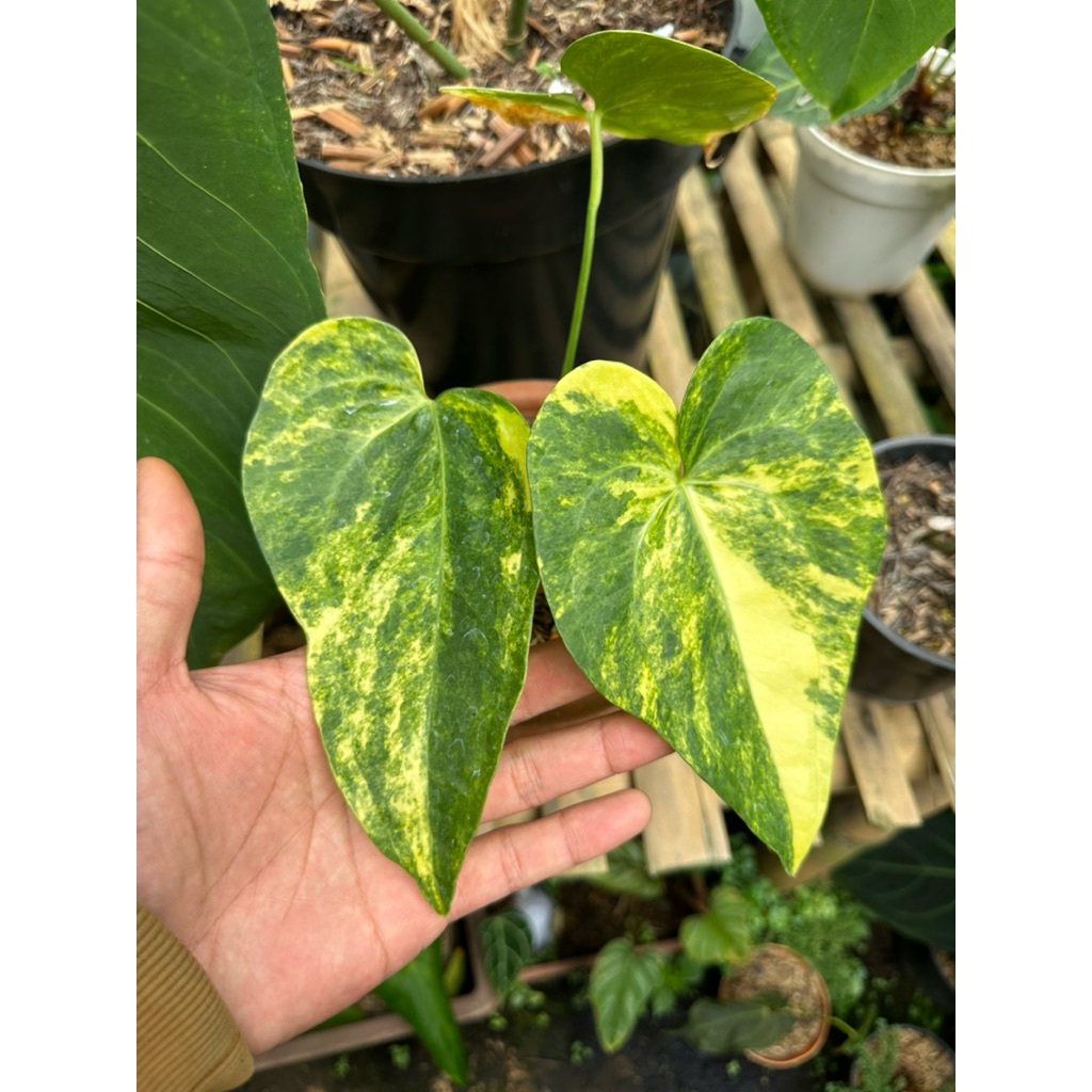 Tanaman Hias Antharium Kuping Gajah Sweet Love Variegata