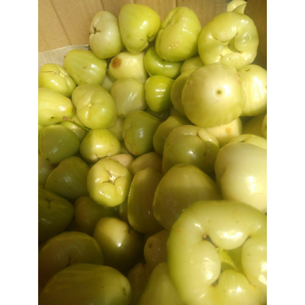 Buah Jambu Air Klampok hijau segar