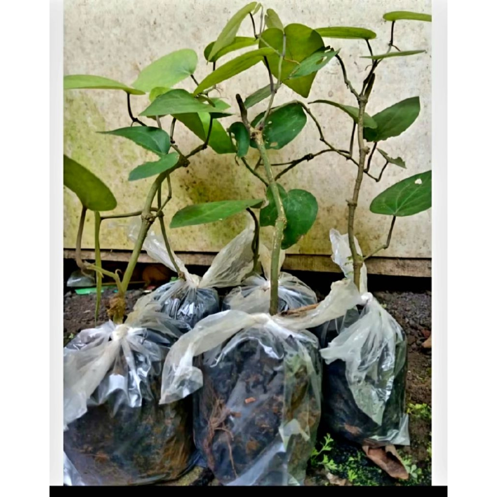 Bibit Kemukus perdu Super unggul