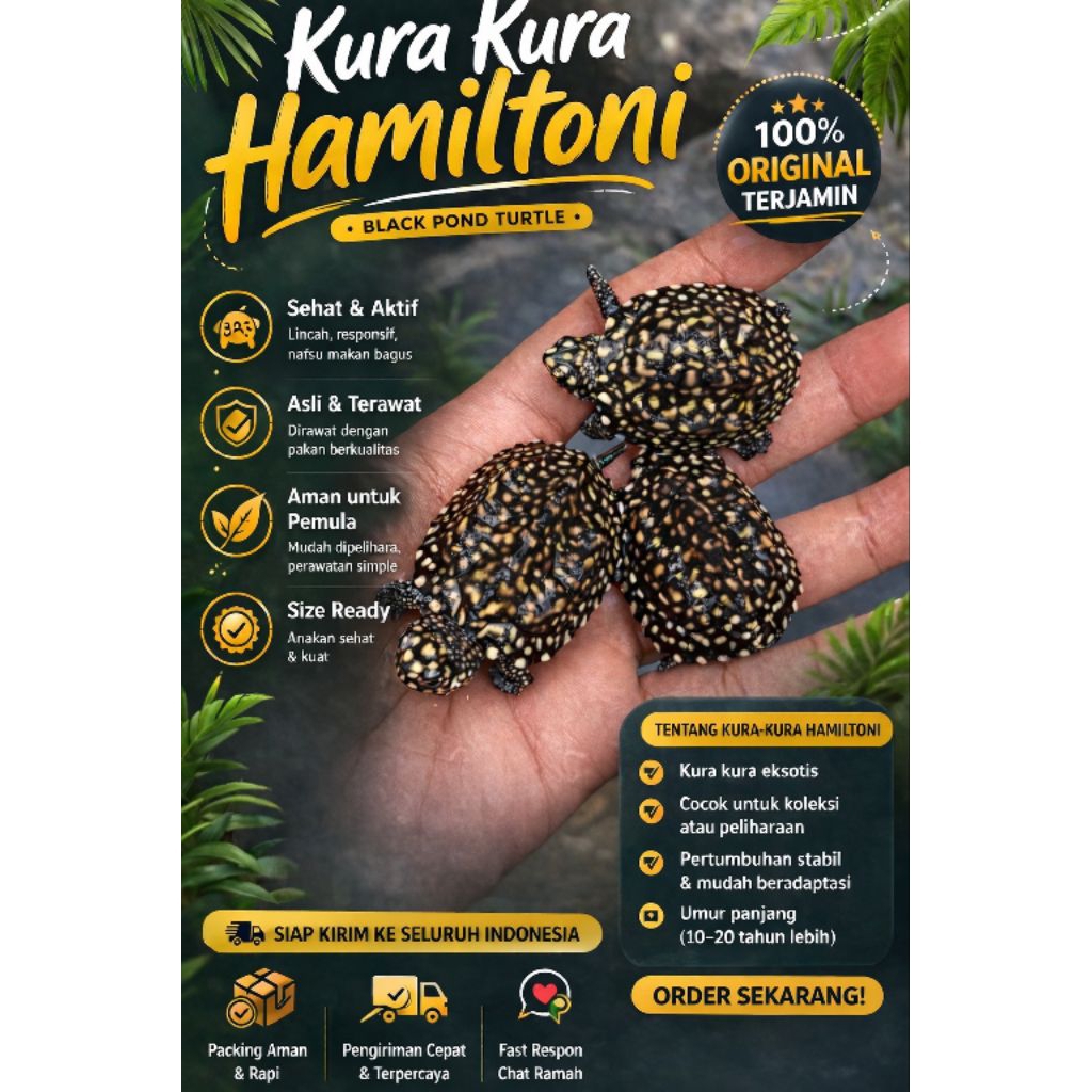 kura kura air hamiltoni/hiasan aquarium