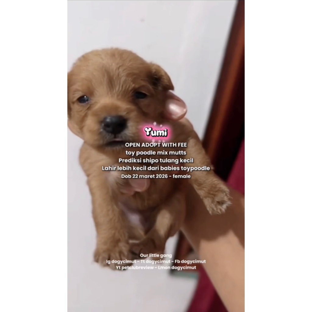 anjing toy poodle puppy jantan betina mutts denpasar bali