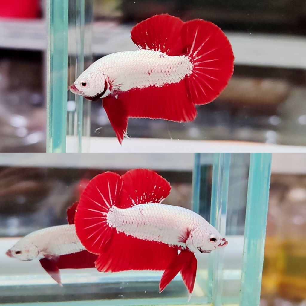 cupang red dragon 03