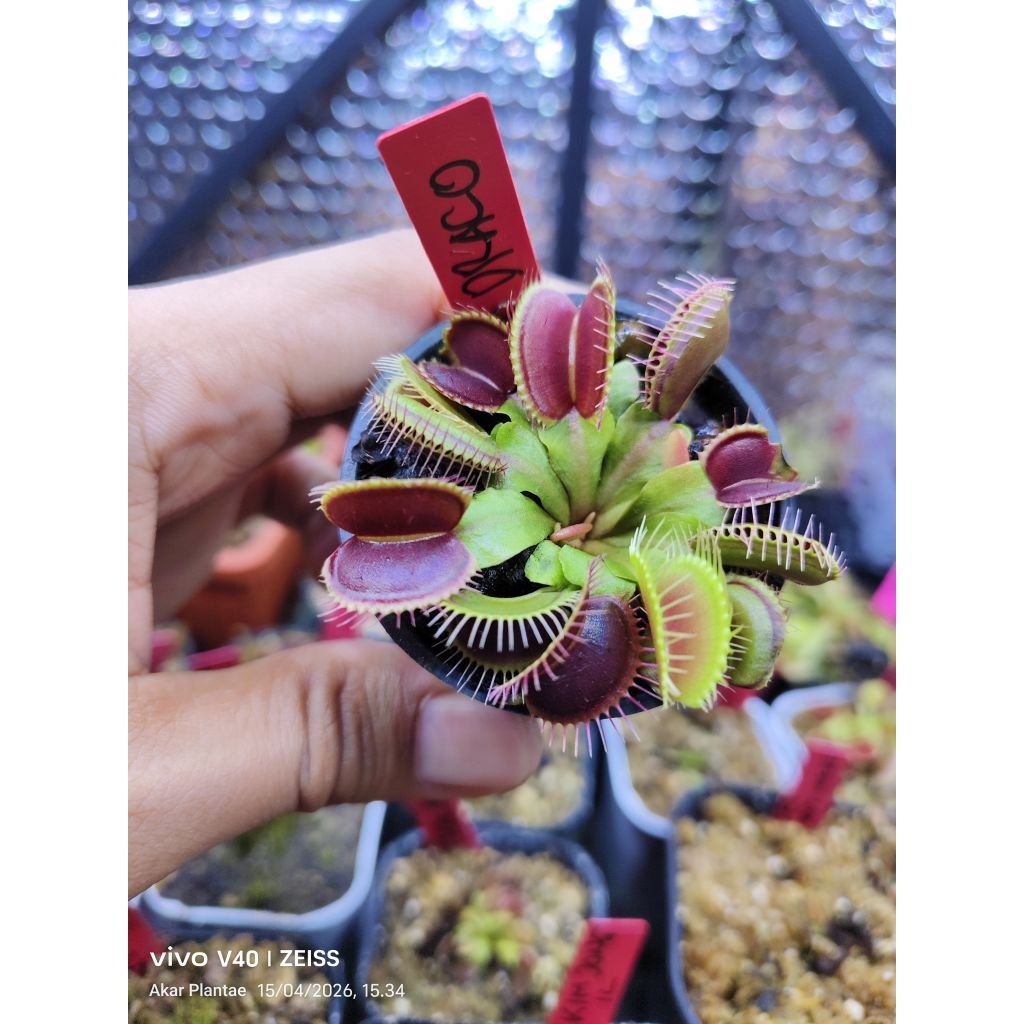 VFT DRACO