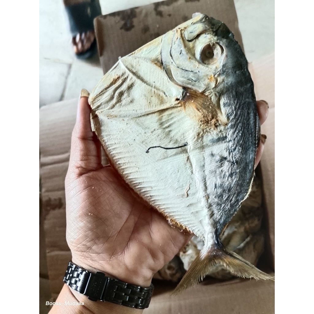 Ikan asin bagong/semar fresh jumbo