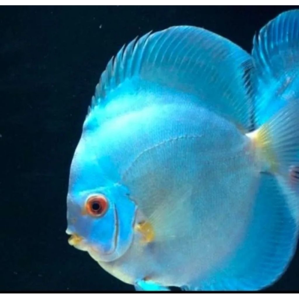 ikan discus