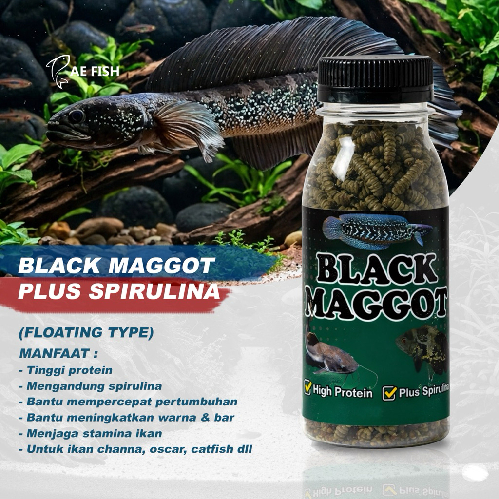 maggot pakan Channa asiatica black maggot pakan ikan Oscar Chana