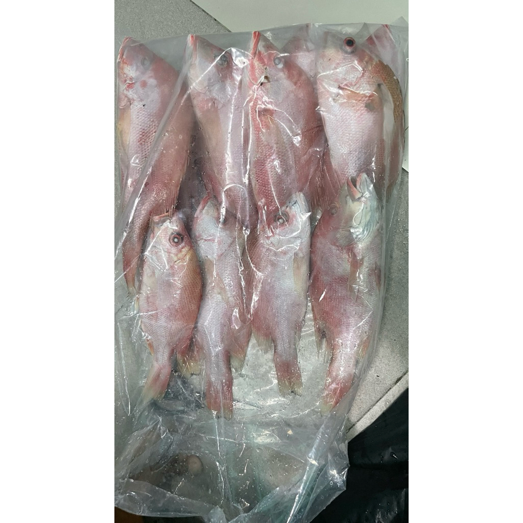 ikan kakap merah fresh beku 1kg