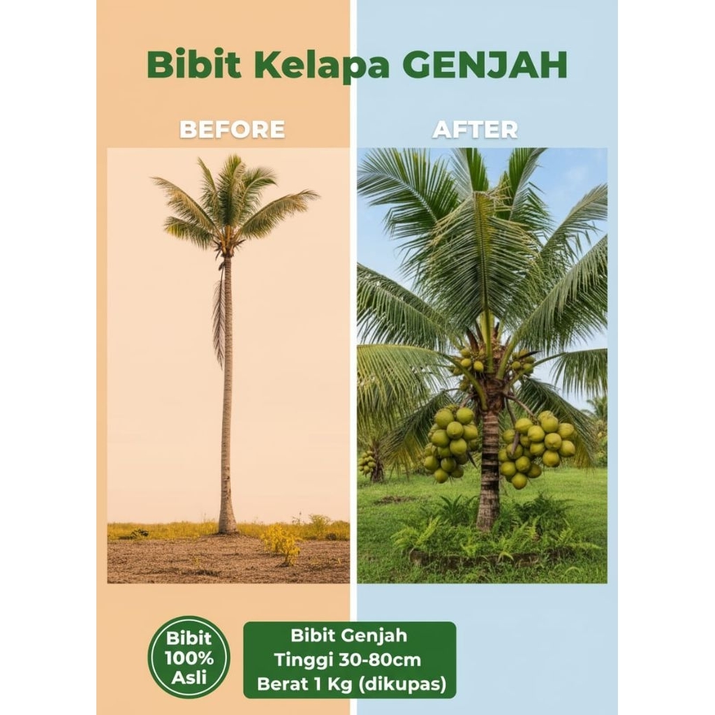 TERPERCAYA  Bibit Kelapa Genjah Entok Asli, Bibit Kelapa Genjah Entok Super