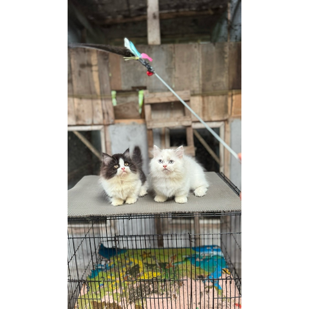 PAKET ADOPSI KUCING MUNCHKIN