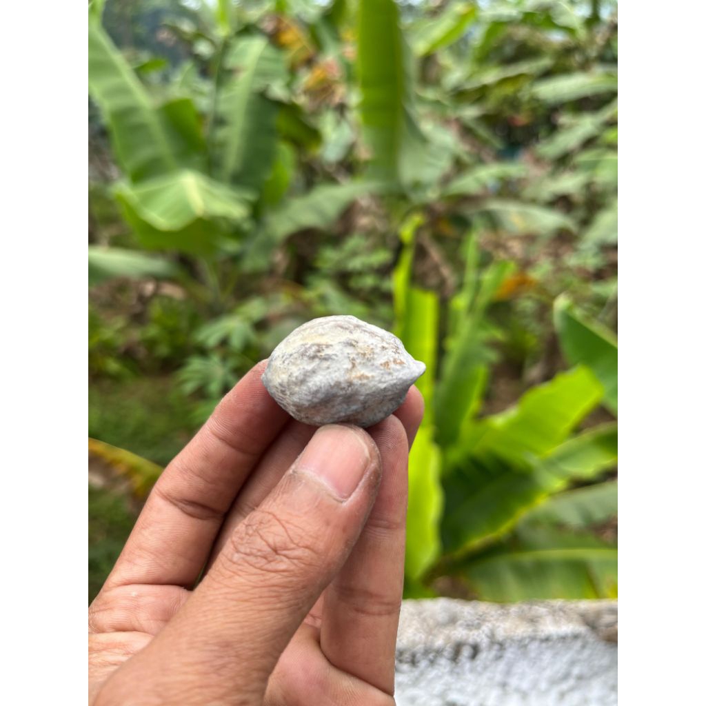 MUNCANG KEMIRI ADU_JALIM LAKNAT ORI