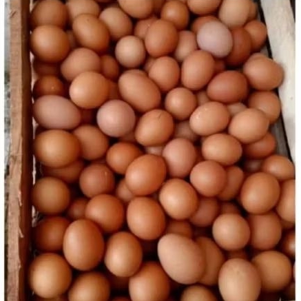 Telur Ayam negeri fressh / include tray kertas isi 13-16 telur per kg
