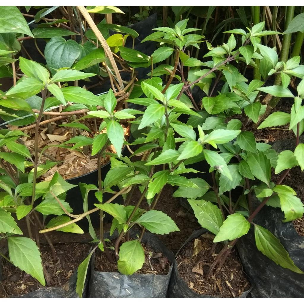 Tanaman herbal kumis kucing/tanaman kumis kucing