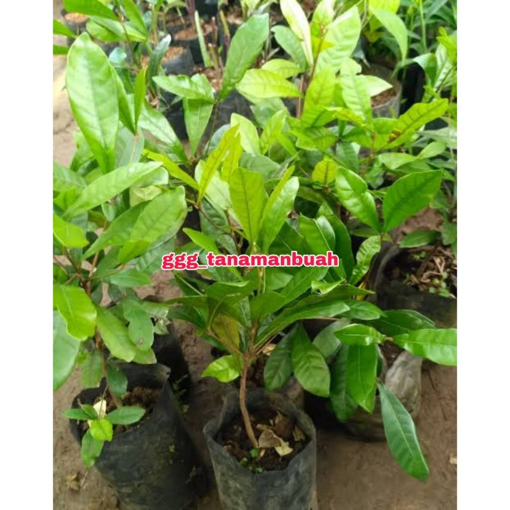 Bibit Miracle Fruit Buah Ajaib Sudah Berbunga