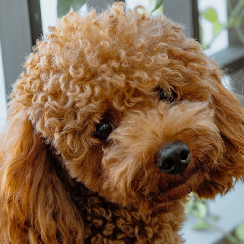 anjing toy poodle puppy jantan betina denpasar bali