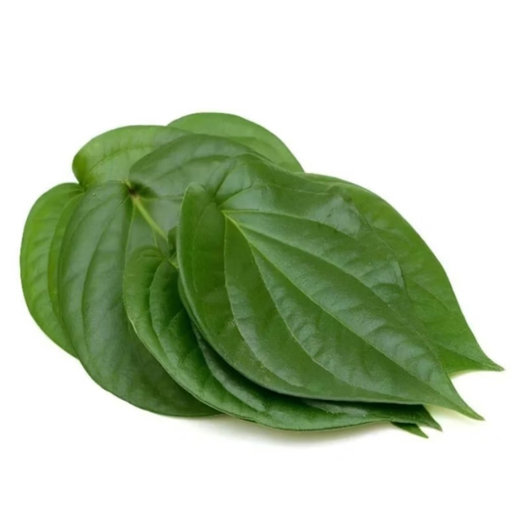 DAUN SIRIH | DAUN SIRIH FRESH | DAUN SIRIH HERBAL | DAUN SIRIH HERBAL | DAUN SIRIH TUA