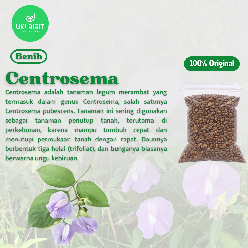 ( 500 Butir ) Benih Biji Centrosema Pubescens | Centro | Kacang Sentro