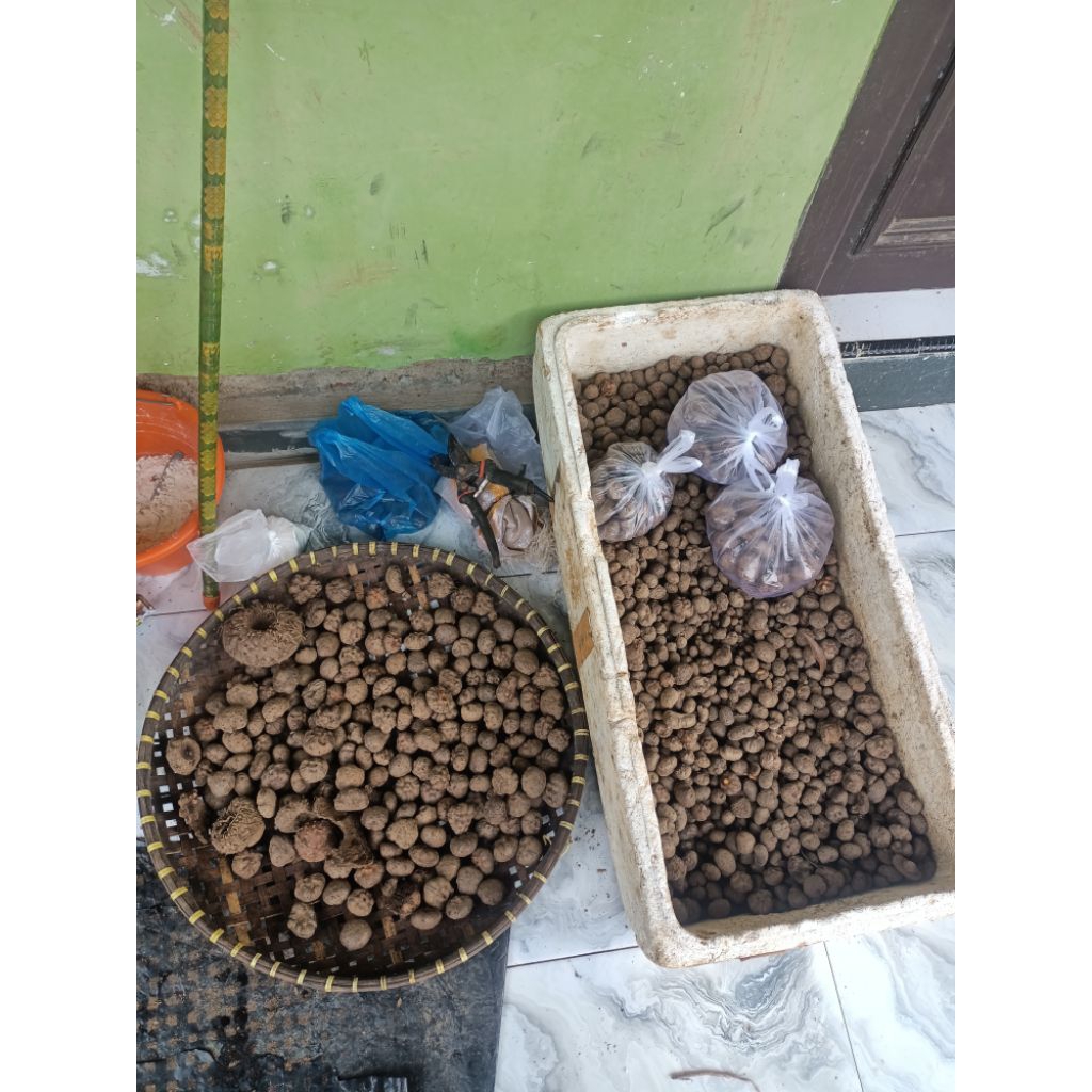 Bibit Porang Katak