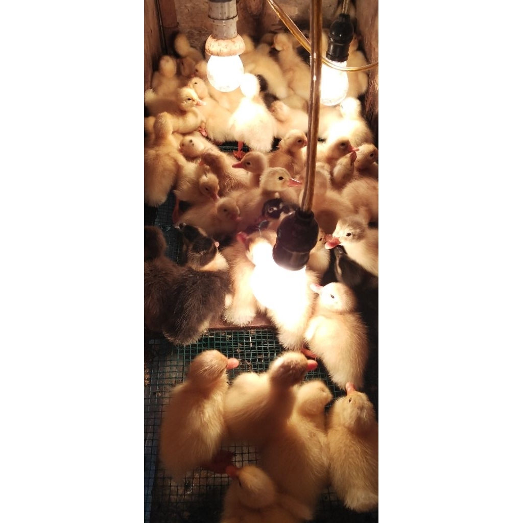 DOD BEBEK PEKING BENGKULU