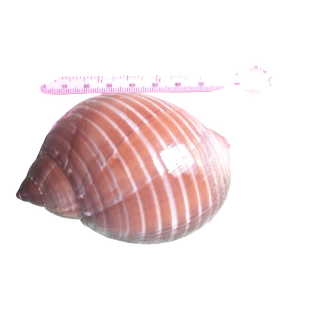 keong laut