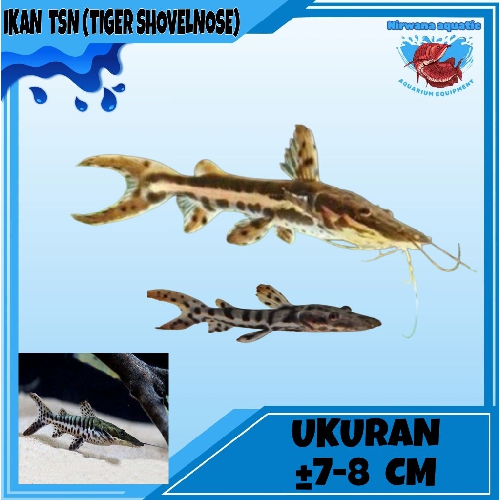 (INSTAN) IKAN TSN - UKURAN ±8 CM