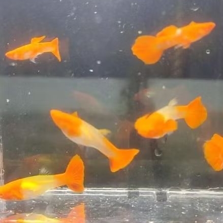 Albino Koi Red Ear