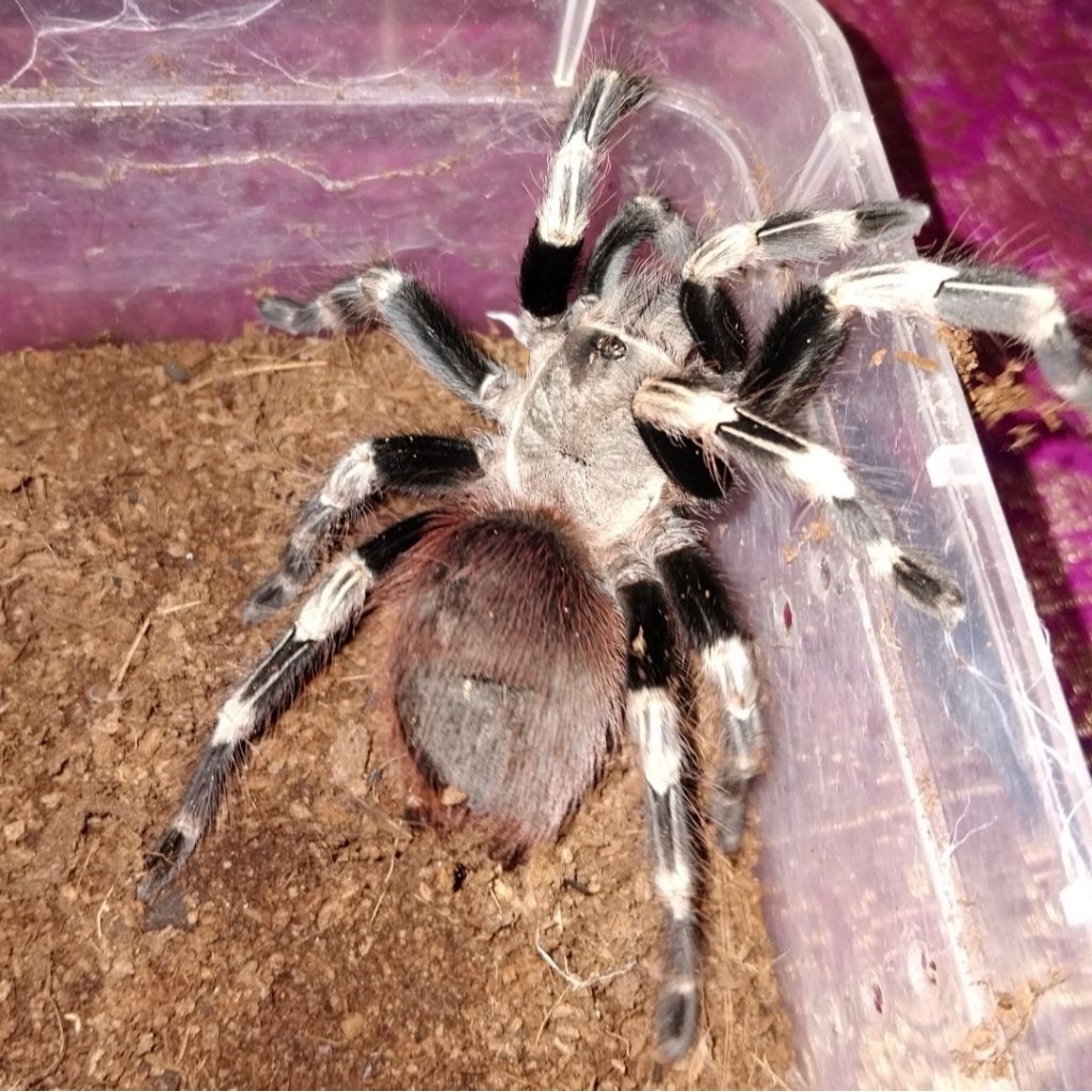 Vitalius chromatus