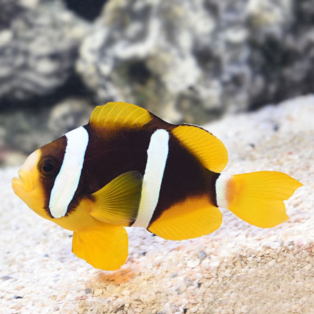 IKAN HIAS LAUT GIRO HITAM