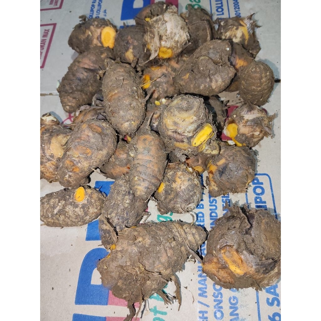 biang kunyit 1 kg